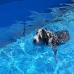 Israele, un amore sofisticato per i cani