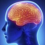 Studiosi israeliani scoprono il processo biochimico per la formazione della memoria a lungo termine