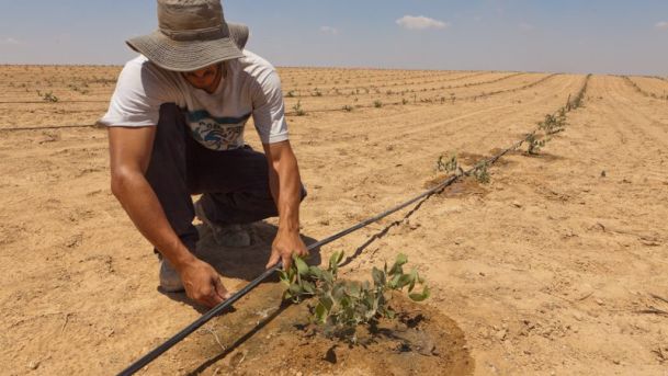 Siccità, da Israele una tecnica innovativa di irrigazione per ridurre gli sprechi d’acqua